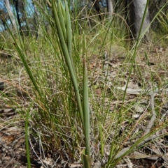 Calochilus sp. (A Beard Orchid) at Molonglo Valley, ACT - 2 Oct 2016 by CathB