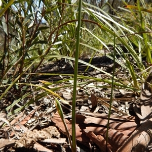 Calochilus sp. at Point 4372 - suppressed