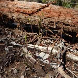 Caladenia sp. at Undefined Area - suppressed