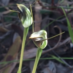 Pterostylis pedunculata (Maroonhood) at Cook, ACT - 15 Oct 2016 by NickiTaws