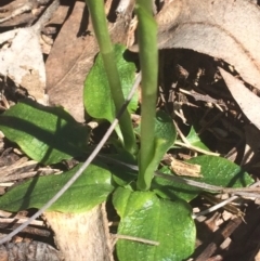 Pterostylis pedunculata at Cook, ACT - 15 Oct 2016