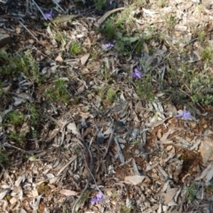 Glossodia major (Wax Lip Orchid) at Point 4372 - 2 Oct 2016 by CathB