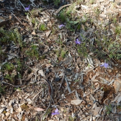 Glossodia major (Wax Lip Orchid) at Molonglo Valley, ACT - 2 Oct 2016 by CathB