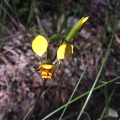 Diuris nigromontana (Black Mountain Leopard Orchid) at Mount Painter - 15 Oct 2016 by NickiTaws