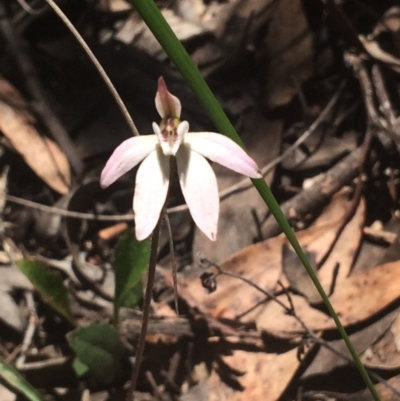 Caladenia fuscata (Dusky Fingers) at Mount Painter - 15 Oct 2016 by NickiTaws