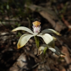 Caladenia ustulata (Brown Caps) at Point 4372 - 2 Oct 2016 by CathB