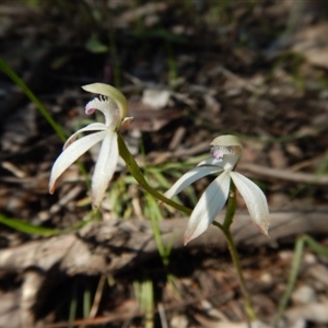 Caladenia ustulata at Point 4372 - 2 Oct 2016