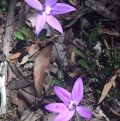 Glossodia major (Wax Lip Orchid) at Mount Painter - 15 Oct 2016 by NickiTaws