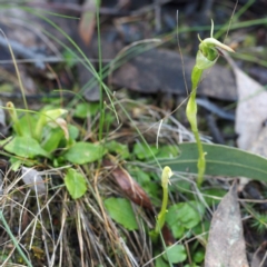 Pterostylis nutans (Nodding Greenhood) at Canberra Central, ACT - 2 Oct 2016 by David