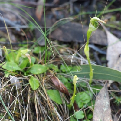 Pterostylis nutans (Nodding Greenhood) at Black Mountain - 2 Oct 2016 by David