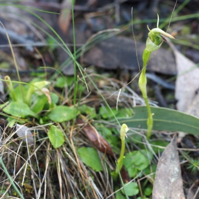 Pterostylis nutans (Nodding Greenhood) at Canberra Central, ACT - 2 Oct 2016 by David