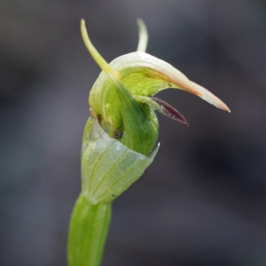 Pterostylis nutans at Canberra Central, ACT - suppressed