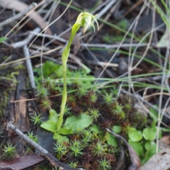 Pterostylis nutans at Canberra Central, ACT - 2 Oct 2016