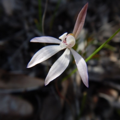 Caladenia fuscata (Dusky Fingers) at Point 4372 - 24 Sep 2016 by CathB