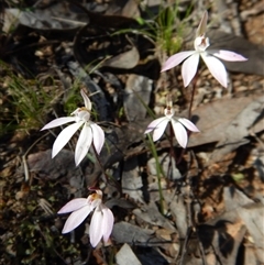 Caladenia fuscata at Undefined Area - suppressed