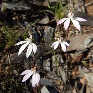 Caladenia fuscata at Undefined Area - suppressed