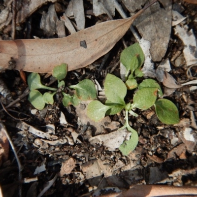 Speculantha rubescens (Blushing Tiny Greenhood) at Aranda Bushland - 24 Sep 2016 by CathB