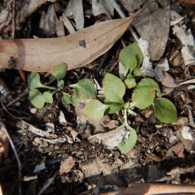 Speculantha rubescens (Blushing Tiny Greenhood) at Molonglo Valley, ACT - 24 Sep 2016 by CathB