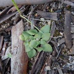 Speculantha rubescens at Undefined Area - suppressed