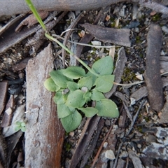 Speculantha rubescens at Point 4372 - suppressed