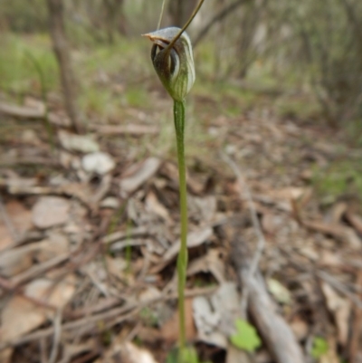 Pterostylis pedunculata (Maroonhood) at Point 4081 - 7 Oct 2016 by CathB