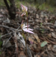 Caladenia carnea (Pink fingers) at Point 4081 - 10 Oct 2016 by CathB