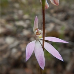 Caladenia carnea at Point 4081 - 10 Oct 2016