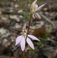 Caladenia carnea at Point 4081 - 10 Oct 2016