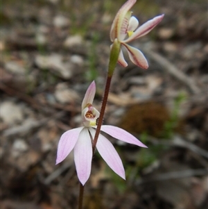 Caladenia carnea at Point 4081 - 10 Oct 2016