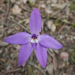 Glossodia major (Wax Lip Orchid) at Point 4081 - 7 Oct 2016 by CathB