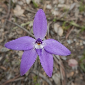 Glossodia major at Point 4081 - 7 Oct 2016