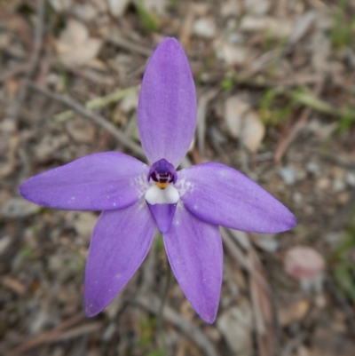 Glossodia major (Wax Lip Orchid) at Aranda, ACT - 7 Oct 2016 by CathB