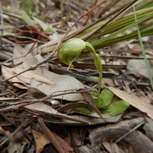 Pterostylis nutans at Undefined Area - suppressed