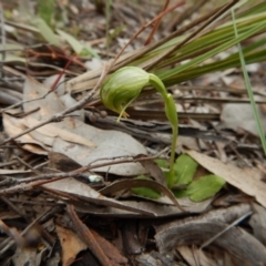 Pterostylis nutans (Nodding Greenhood) at Point 4081 - 7 Oct 2016 by CathB
