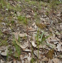 Caladenia sp. (A Caladenia) at Aranda, ACT - 7 Oct 2016 by CathB