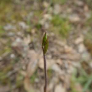 Caladenia sp. at Undefined Area - suppressed