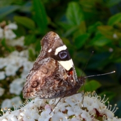 Vanessa itea (Yellow Admiral) at Banks, ACT - 6 Oct 2016 by UserfaKgHkxs