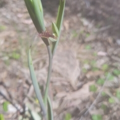 Calochilus sp. (A Beard Orchid) at Bullen Range - 16 Oct 2016 by LukeMcElhinney
