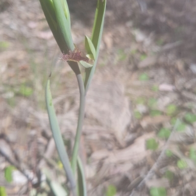 Calochilus sp. (A Beard Orchid) at Bullen Range - 16 Oct 2016 by LukeMcElhinney