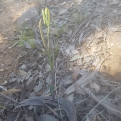 Calochilus sp. at Bullen Range - 16 Oct 2016