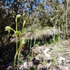 Oligochaetochilus aciculiformis at Stromlo, ACT - 15 Oct 2016