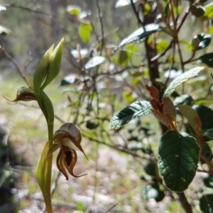 Oligochaetochilus hamatus at Stromlo, ACT - 15 Oct 2016