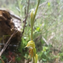 Oligochaetochilus aciculiformis (Needle-point rustyhood) at Bullen Range - 16 Oct 2016 by LukeMcElhinney