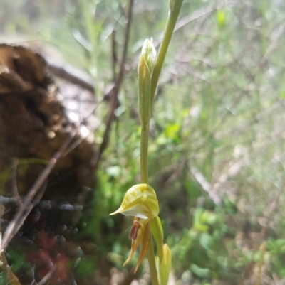 Oligochaetochilus aciculiformis (Needle-point rustyhood) at Paddys River, ACT - 16 Oct 2016 by LukeMcElhinney