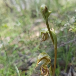 Oligochaetochilus hamatus at Paddys River, ACT - suppressed