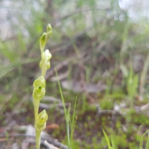 Hymenochilus muticus at Paddys River, ACT - 16 Oct 2016