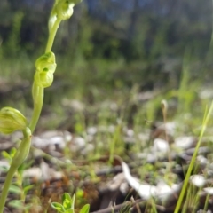 Hymenochilus muticus (Midget Greenhood) at Cotter Reserve - 15 Oct 2016 by LukeMcElhinney