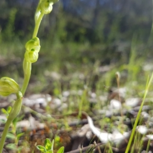 Hymenochilus muticus at Stromlo, ACT - 15 Oct 2016