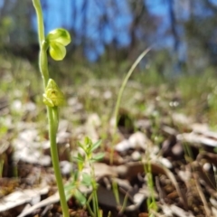 Hymenochilus muticus at Stromlo, ACT - 15 Oct 2016