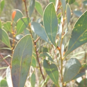 Acacia penninervis var. penninervis at Point 4712 - 16 Oct 2016